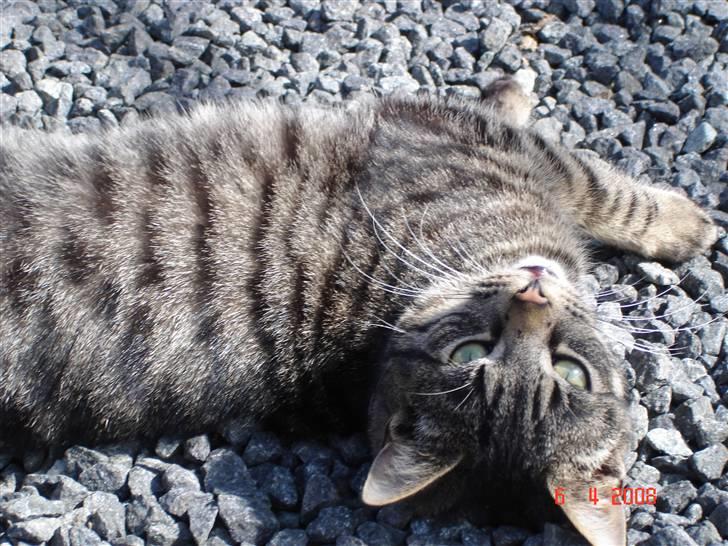 Blanding af racer Fister billede 3