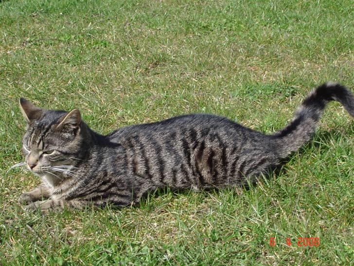 Blanding af racer Fister billede 4