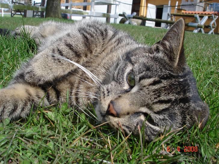 Blanding af racer Fister billede 5