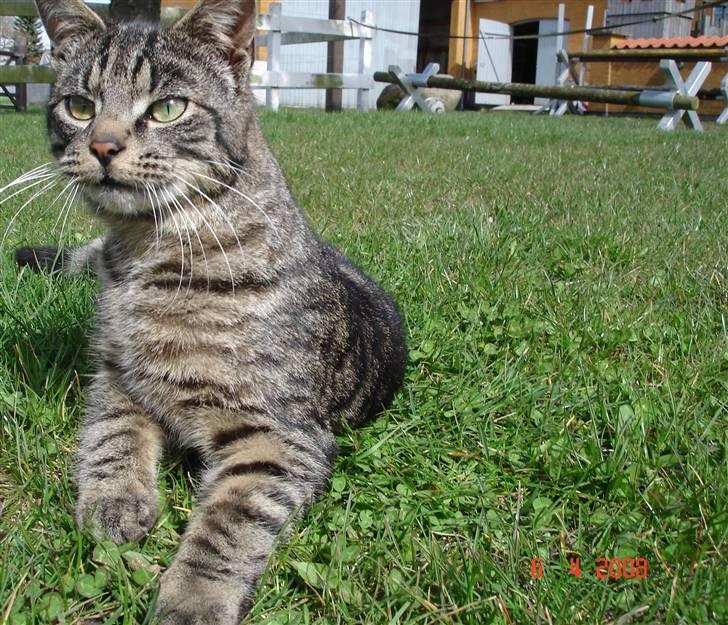 Blanding af racer Fister billede 6