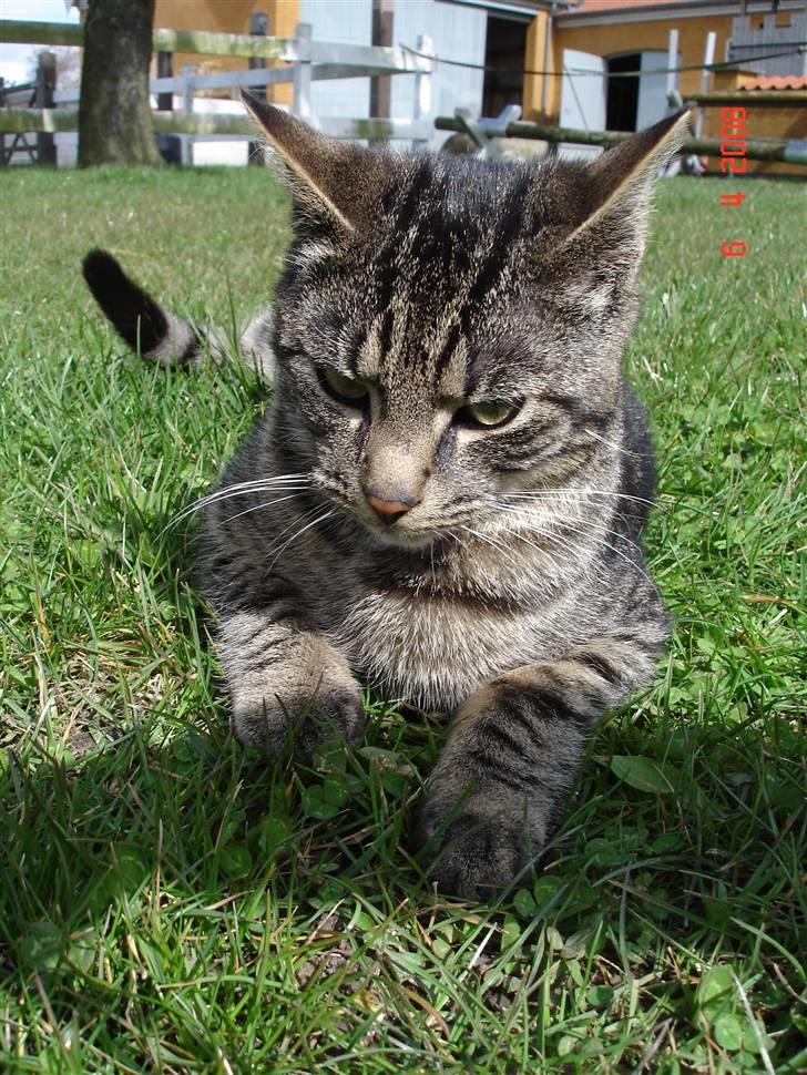 Blanding af racer Fister billede 7