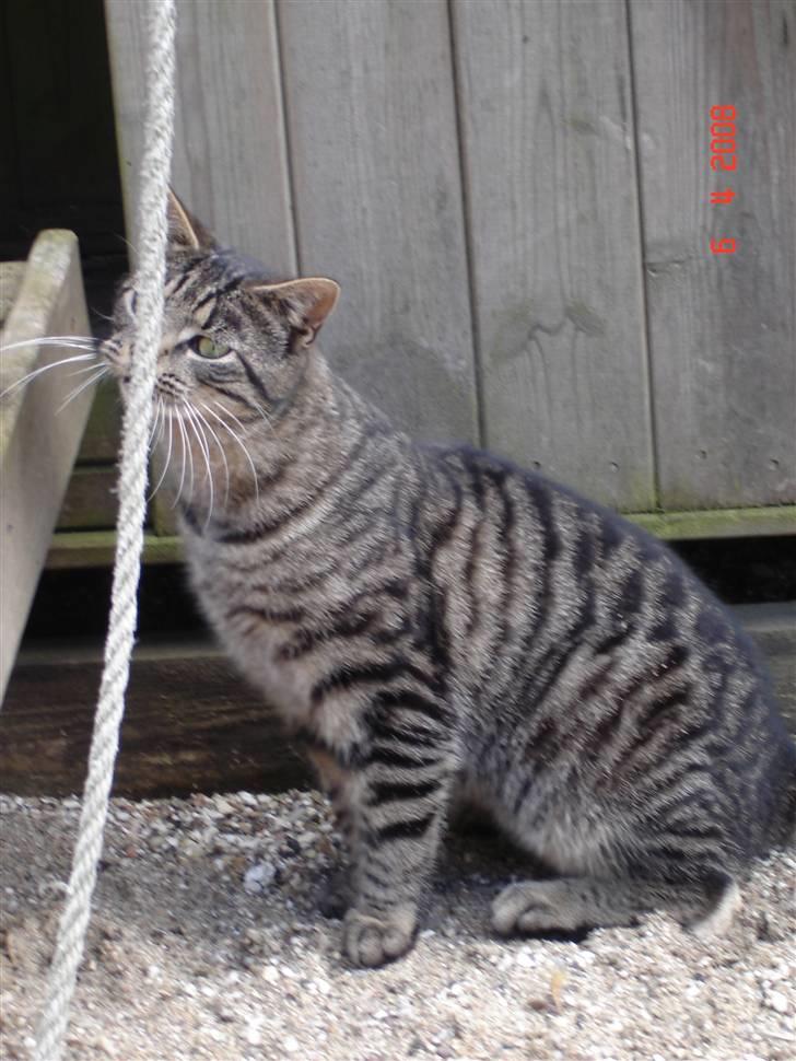 Blanding af racer Fister billede 8