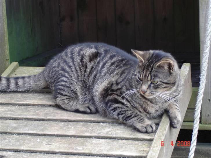 Blanding af racer Fister billede 9