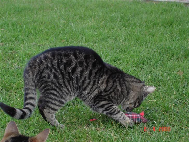 Blanding af racer Fister billede 10