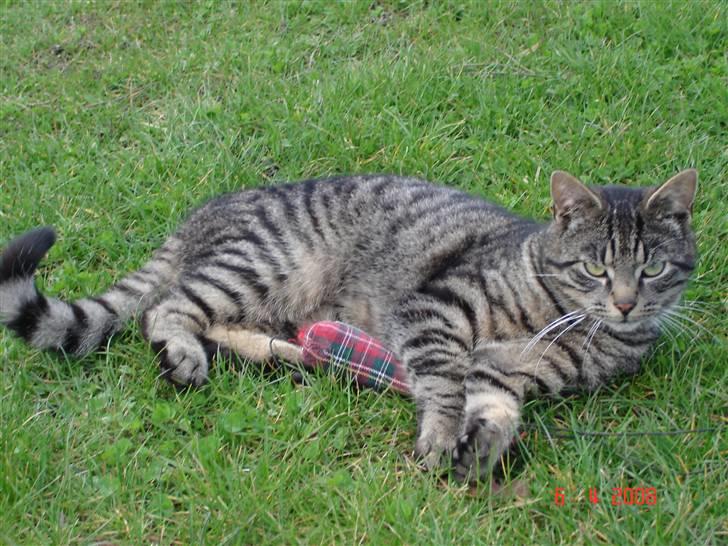 Blanding af racer Fister billede 11