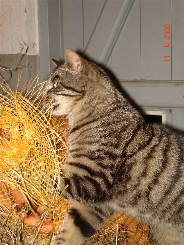 Blanding af racer Fister billede 12