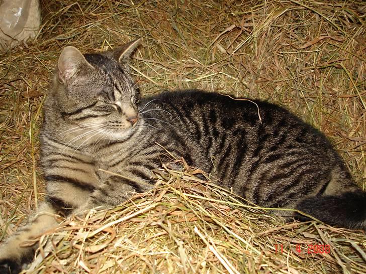 Blanding af racer Fister billede 13