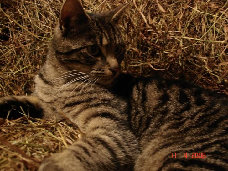 Blanding af racer Fister billede 14