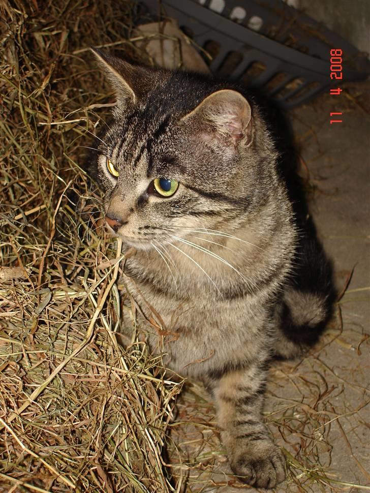 Blanding af racer Fister billede 15