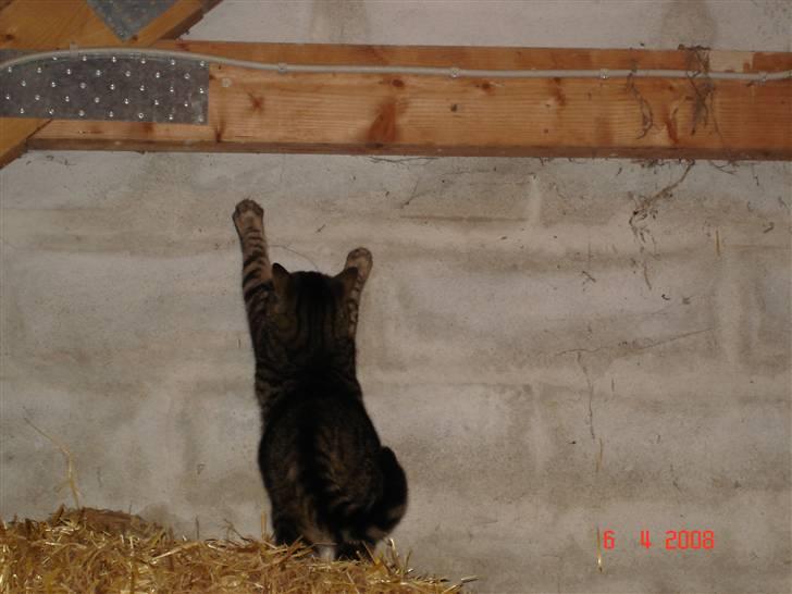 Blanding af racer Fister - Øh, hvad laver du kat? billede 16