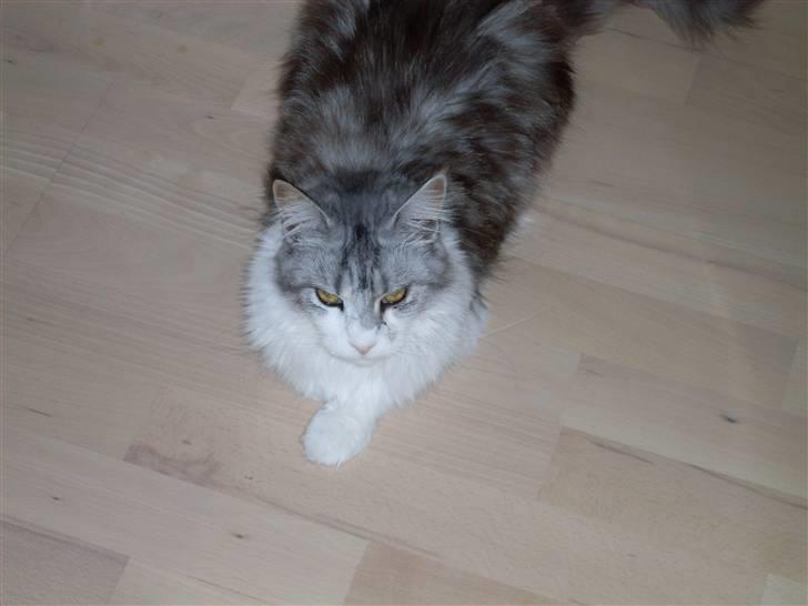 Maine Coon Holy (Gr) Ail billede 1