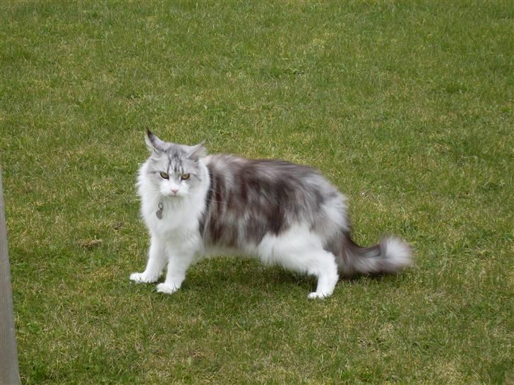 Maine Coon Holy (Gr) Ail billede 2