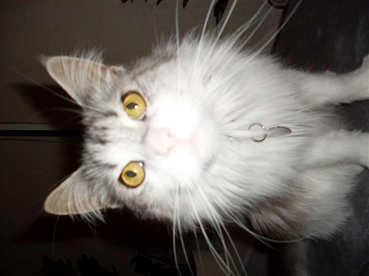 Maine Coon Holy (Gr) Ail billede 3