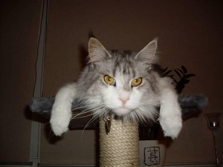 Maine Coon Holy (Gr) Ail billede 4