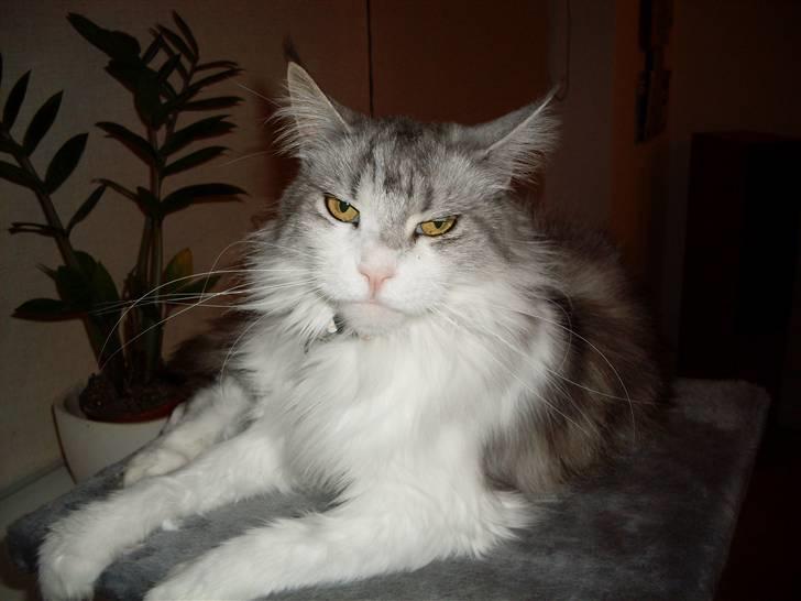 Maine Coon Holy (Gr) Ail billede 5