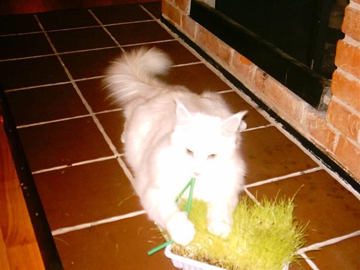Maine Coon DK Coonation's Ittu - Elsker katte græs og sugerør billede 2