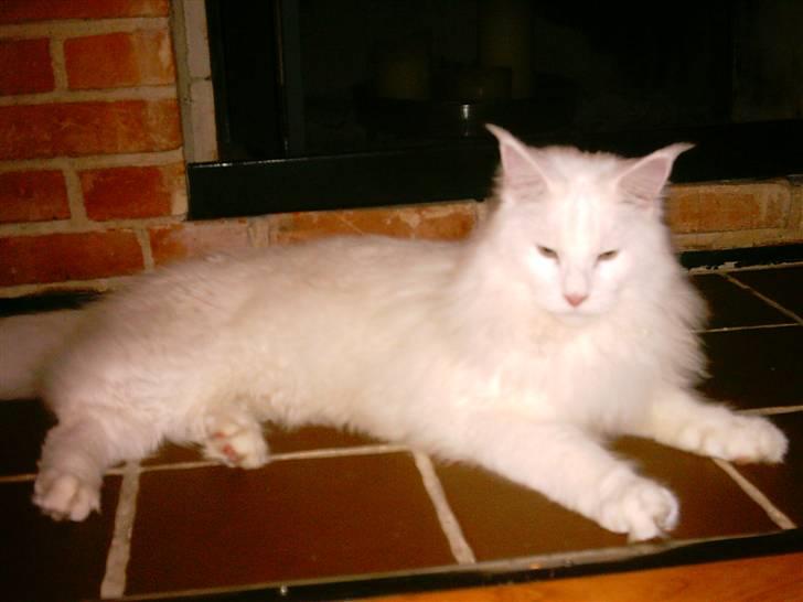 Maine Coon DK Coonation's Ittu - slapper af billede 4