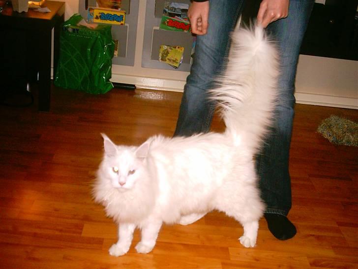 Maine Coon DK Coonation's Ittu - se min fine hale billede 5