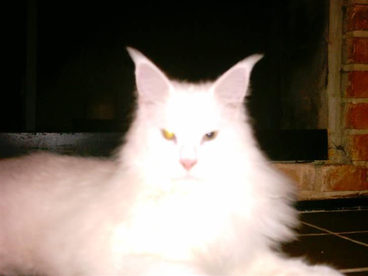 Maine Coon DK Coonation's Ittu - Royalty billede 6