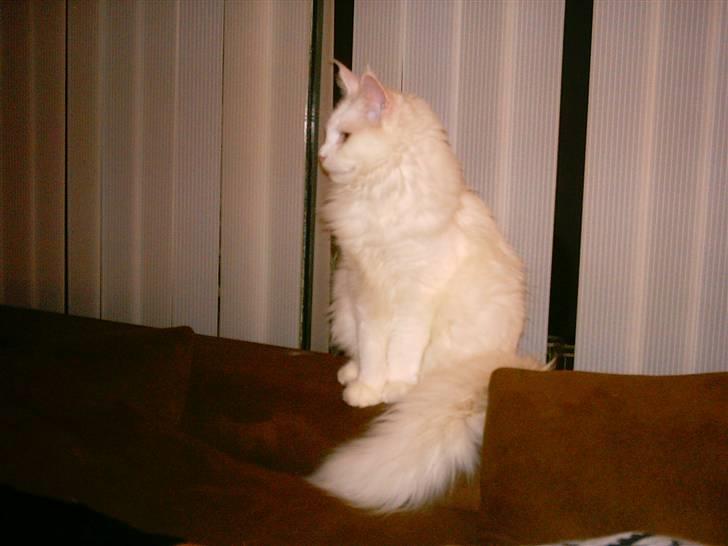 Maine Coon DK Coonation's Ittu - Sidder smukt billede 7