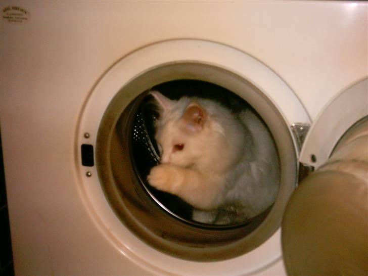 Maine Coon DK Coonation's Ittu - Vasker selv billede 8