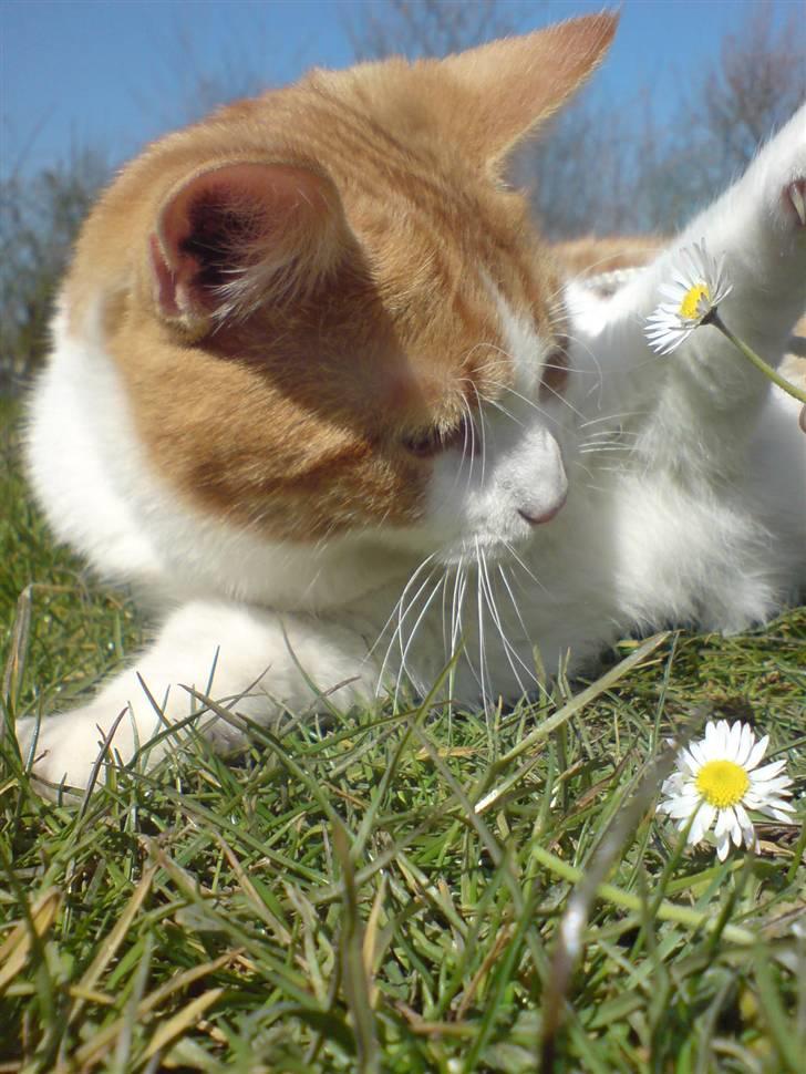 Blanding af racer Nikki billede 1