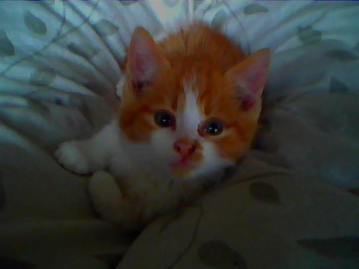 Blanding af racer Nikki billede 2