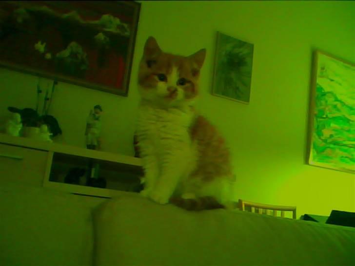 Blanding af racer Nikki billede 3