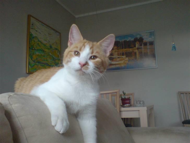 Blanding af racer Nikki billede 4