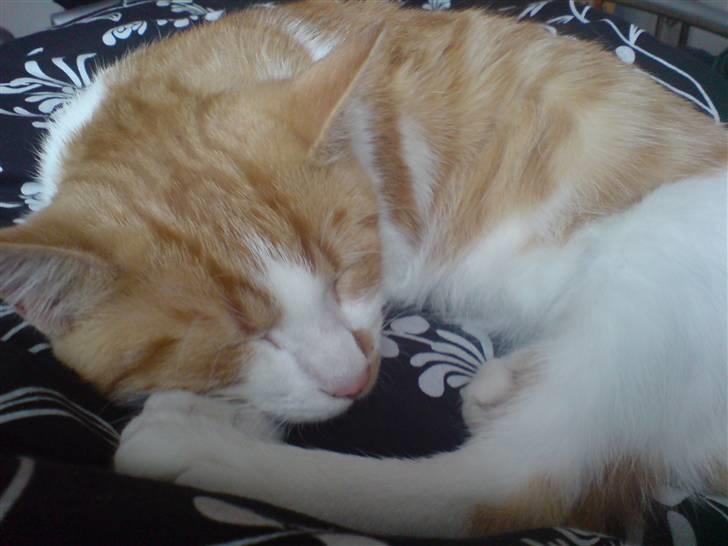 Blanding af racer Nikki billede 5