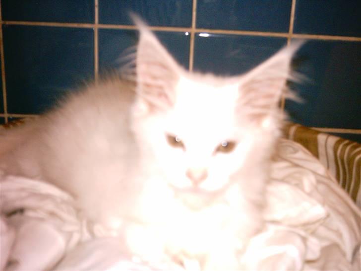 Maine Coon DK Coonation's Ittu - lille og sød billede 9