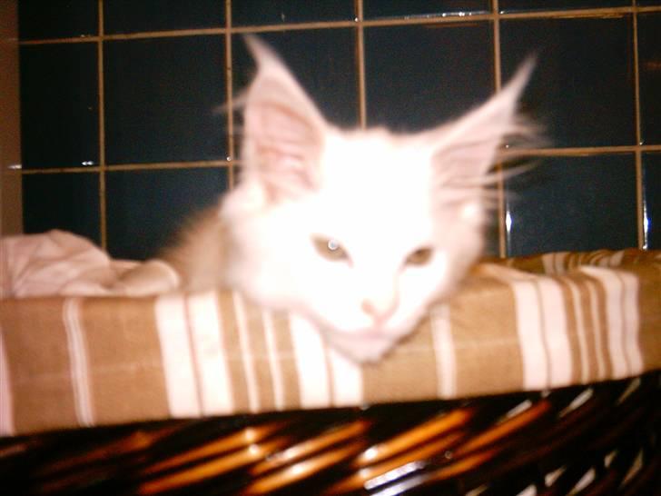 Maine Coon DK Coonation's Ittu billede 10