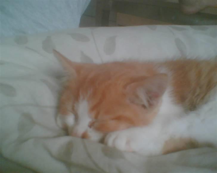 Blanding af racer Nikki billede 6