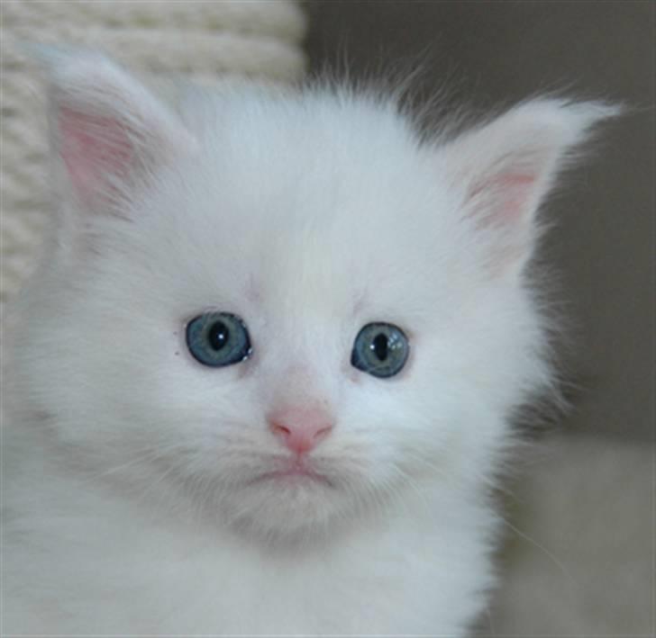 Maine Coon DK Coonation's Ittu - Lille mis billede 17