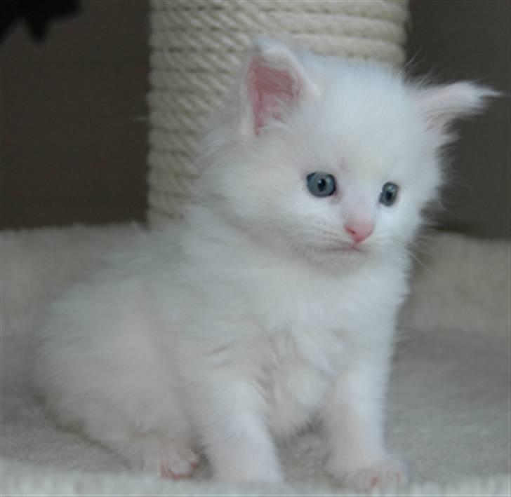 Maine Coon DK Coonation's Ittu - Smukke billede 18