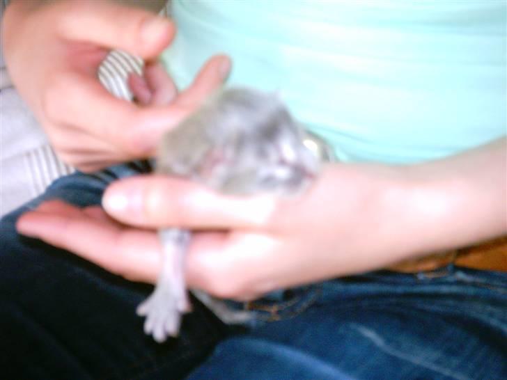 Maine Coon DK Camicoon's Felix - Nyfødt Felix billede 2