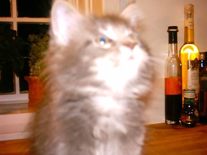 Maine Coon DK Camicoon's Felix - Kig op billede 3