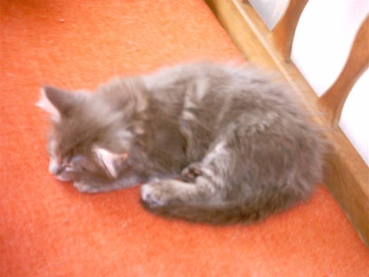 Maine Coon DK Camicoon's Felix - ZZZzzzZZZzzz billede 4