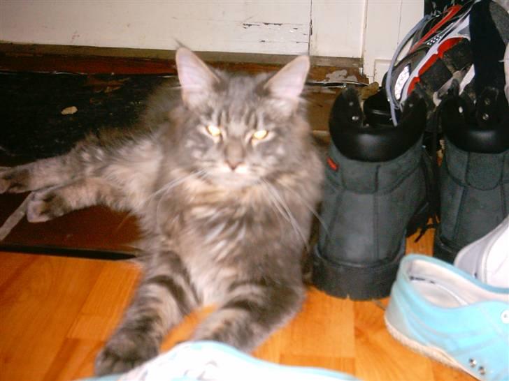 Maine Coon DK Camicoon's Felix - Ligger pænt og ser nuttet ud billede 5