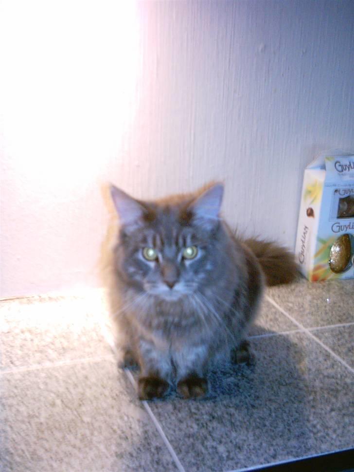 Maine Coon DK Camicoon's Felix - Sidder smukt billede 6