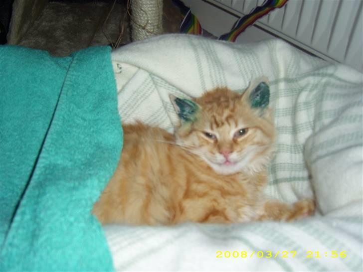 Maine Coon ELVIS - 18 uger; Hos famse i Holbæk billede 8