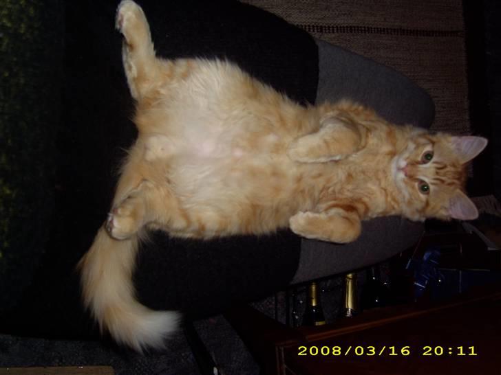 Maine Coon ELVIS - 18 uger; Hos famse i Holbæk billede 9