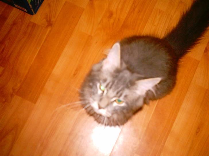 Maine Coon DK Camicoon's Felix - Kig op på mor billede 9