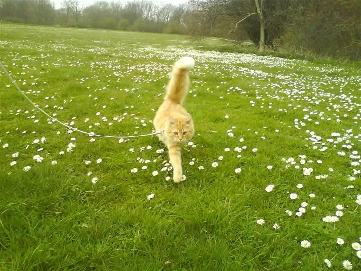 Maine Coon ELVIS - 21 uger; 1. tur ude - VALBYPARKEN - 16. April08 billede 10