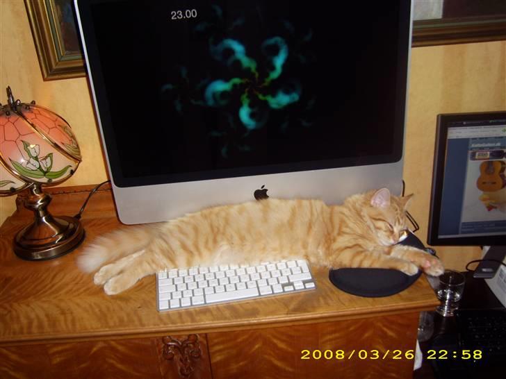 Maine Coon ELVIS - 18 uger; Hos famse i Holbæk billede 11