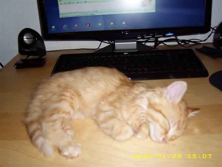 Maine Coon ELVIS - 12 uger - en lille baby var du :D billede 12