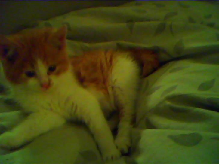 Blanding af racer Nikki billede 7