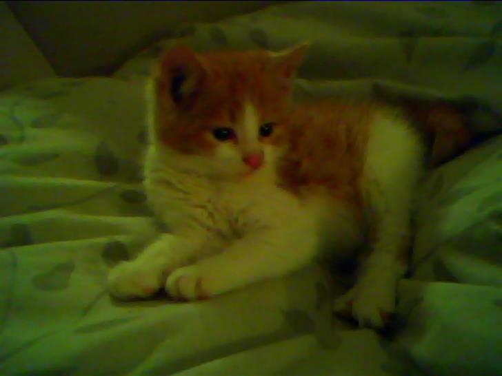 Blanding af racer Nikki billede 8