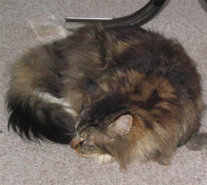 Blanding af racer Arnold - Sover lige lidt billede 1