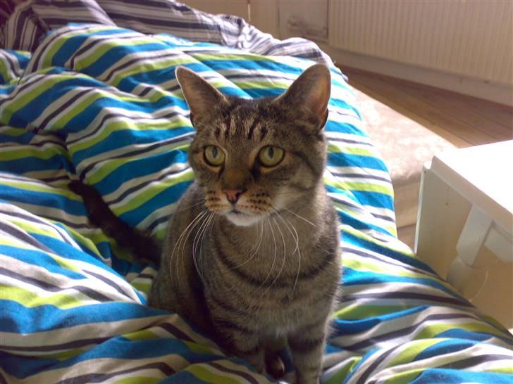 Huskat Magnus/Missen<3 - Smukke Missen billede 18